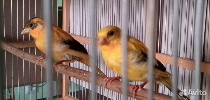 Канарейки овсяночного напева