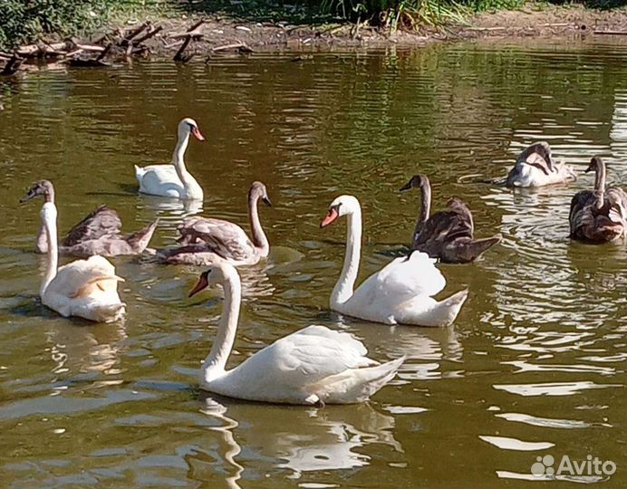 Лебеди,декоративные утки