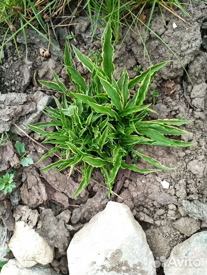 Хоста растение