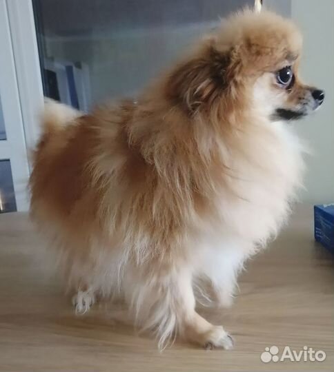 Немецкий шпиц