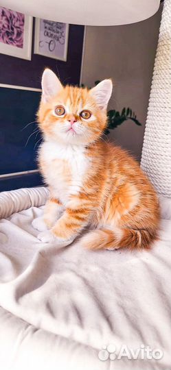 Продажа шотландских котят