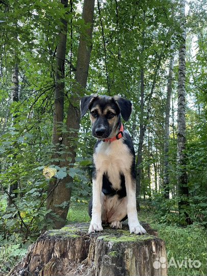 Щенок в добрые руки