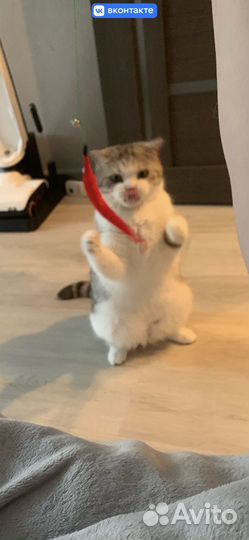Котик в добрые руки