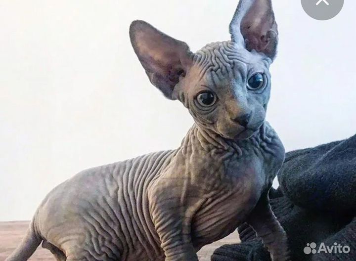 Канадский сфинкс