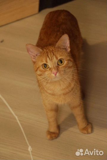 Молоденькая кошечка Злата ищет дом