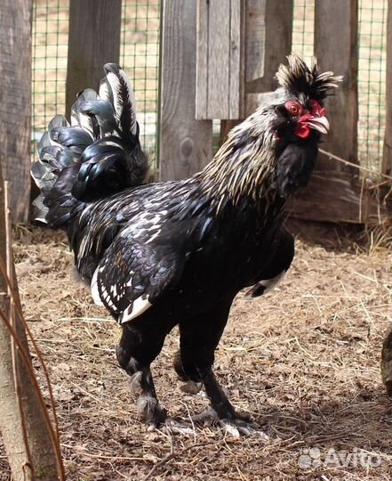 Петух Павлоской породы