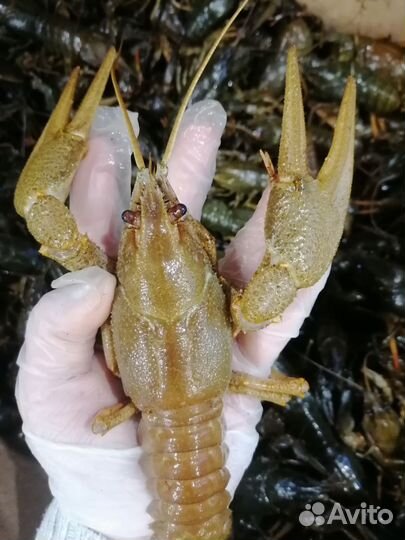 Живые раки
