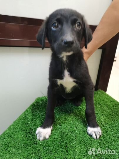 Собака щенок Забава