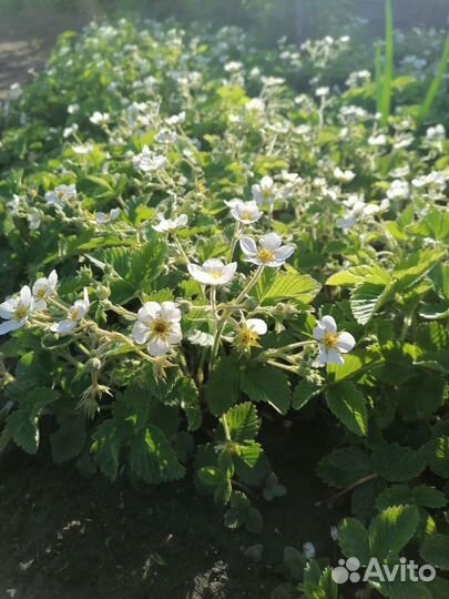 Продам саженцы садовой земляники и клубники