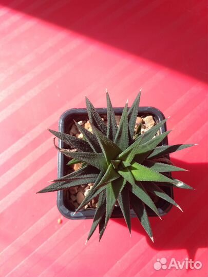 Суккуленты