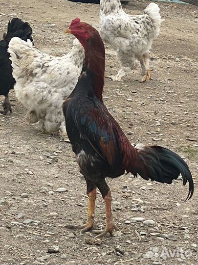 Бойцовые петухи о шамо