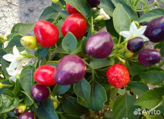 Перец комнатный острый