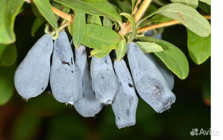Бакчарская жимолость, новинки