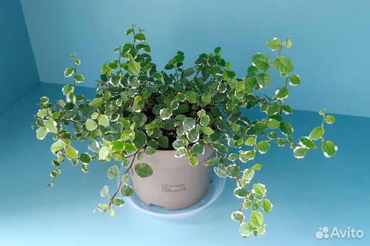 Фикус Пумила White sunny