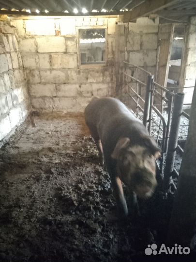 Хряк на племя