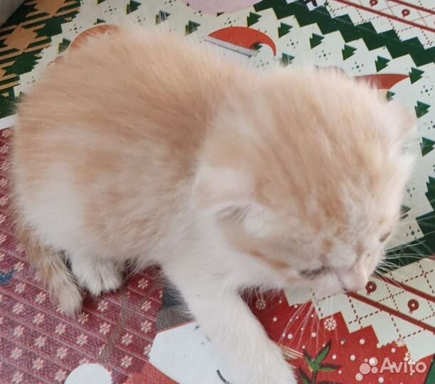 Котята, мальчики