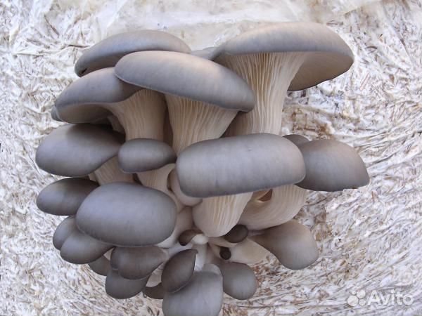 Штамм гриба Вешенка устричная, Pleurotus ostreatus