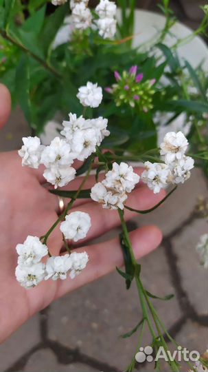 Растения для сада