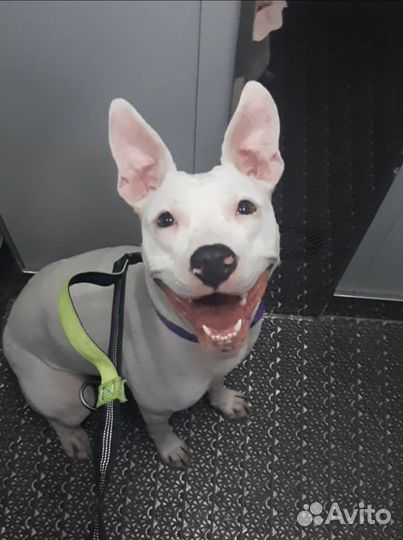 Выгул собак