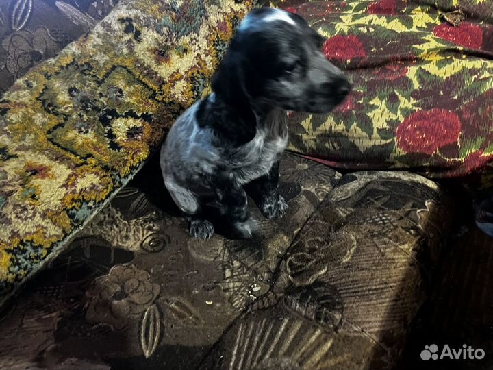 Русский спаниель