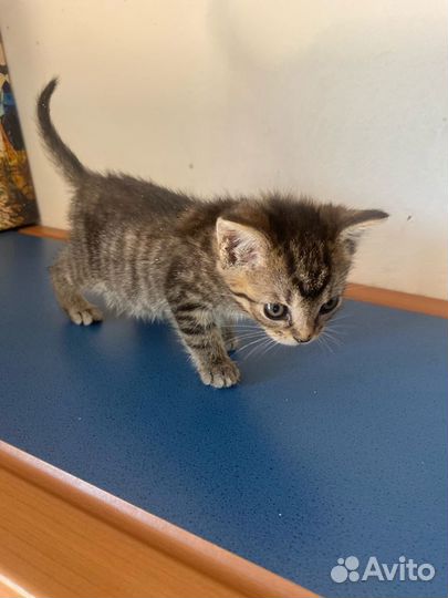 Котенок девочка полосатая в добрые руки