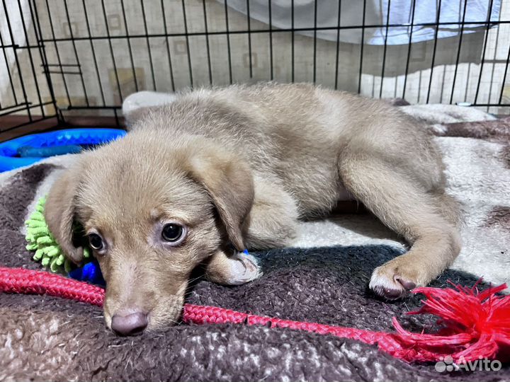 Девочка в добрые руки щенок