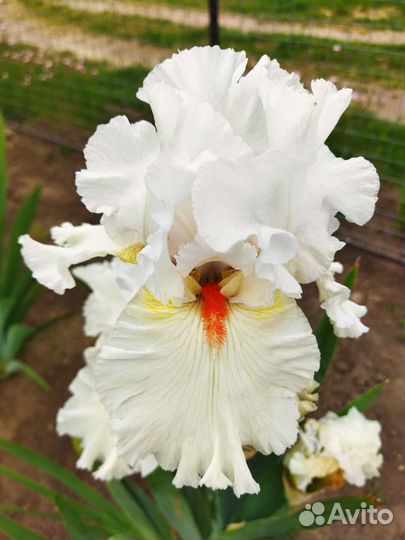 Ирис,ромашка