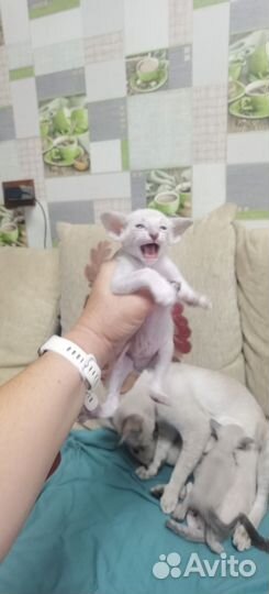 Ориентальная