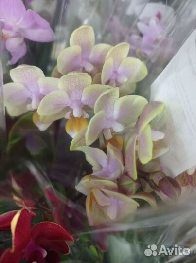 Орхидея фаленопсис мини
