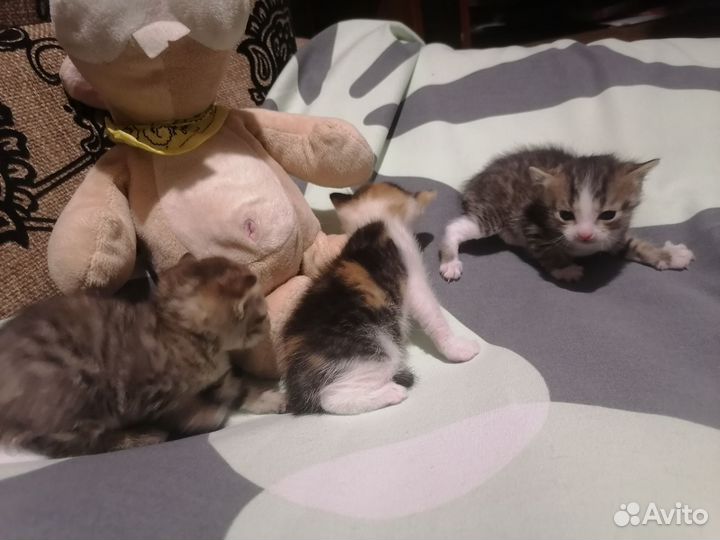 Кошка