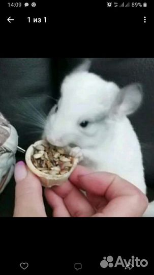 Шиншиллята 3мес мальчики