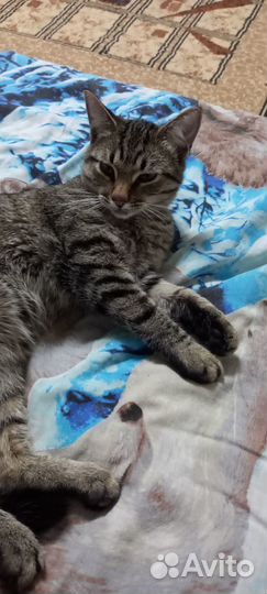 Отдам котика