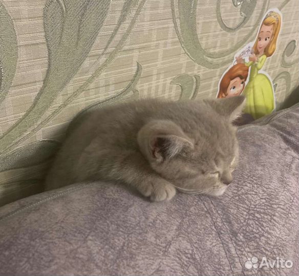 Британец, вязка