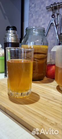 Гриб чайный. Комбуча. Джун