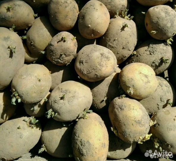 Семенной картофель