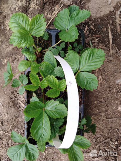 Рассада цветы, овощи, саженцы