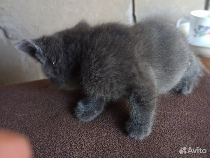 Котята в добрые руки приучены к лотку