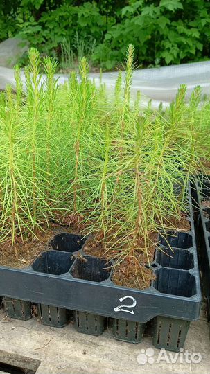 Сеянцы сосны обыкновенной зкс