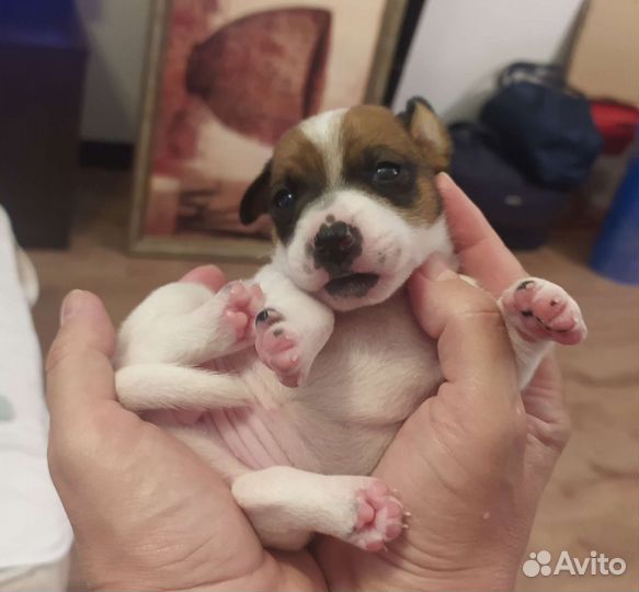 Щенки джек рассел терьер гладкошерстные