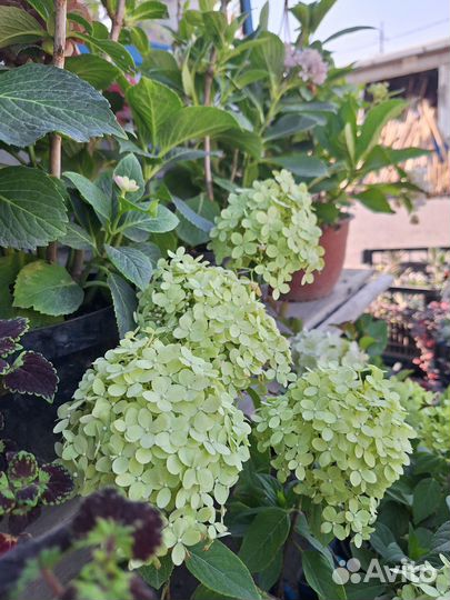 Многолетние садовые цветы, кустарники