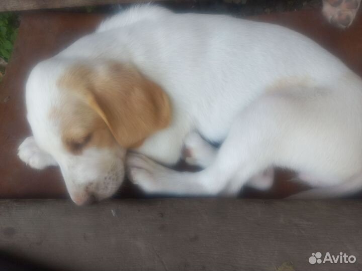 Щенки русской пегой гончей