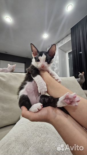 Донской сфинкс браш котята