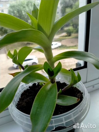 Растение золотой ус