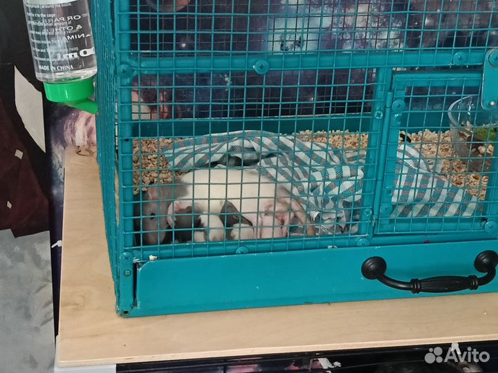 Крысёнок дамбо