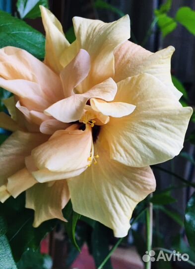 Гибискус Double Peach