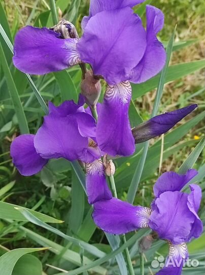 Ирисы бородатые