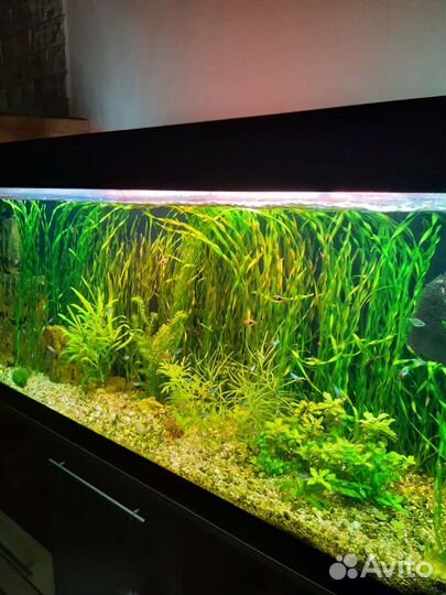 Акв.растения, Валлиснерия спиральная,погестемон