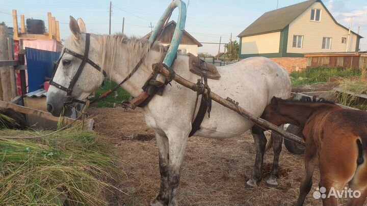 Продам кобылу с жеребёнком