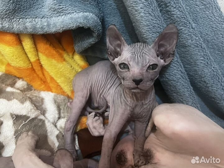 Донской сфинкс котята