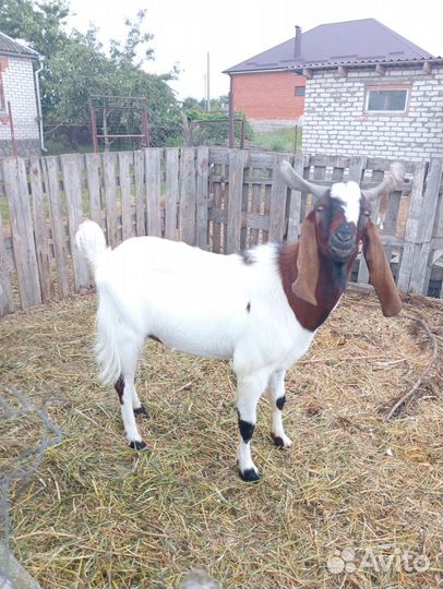 Козел. вязка